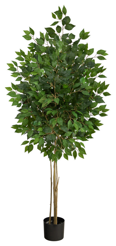Full plant on white background for product representation