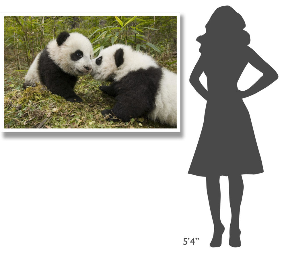 "Giant Panda two cubs touching noses, Wolong Nature Reserve" Paper Art, 50"x34"