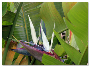 'Paradise 2' Canvas Art by Patty Tuggle