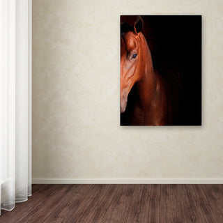 'Kentucky Horse Intense' Canvas Art by Preston