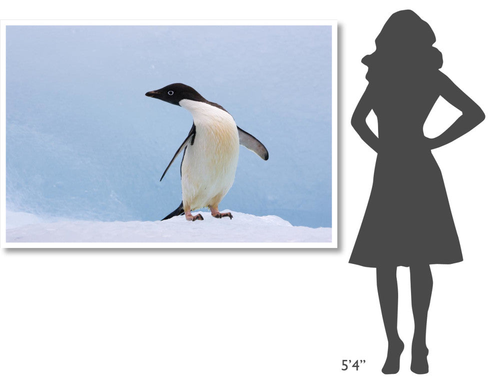 "Adelie Penguin on iceberg, looking left, Paulet Island" Paper Art, 62"x42"
