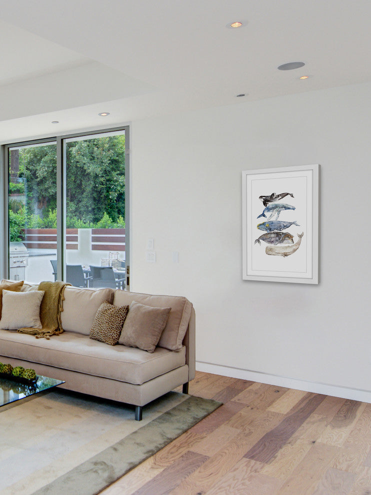 "Whale Species" Framed Print by Rachel Byler