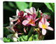 Beautiful Little Pink White Flowers, Floral Art Canvas Print, 40"x30"