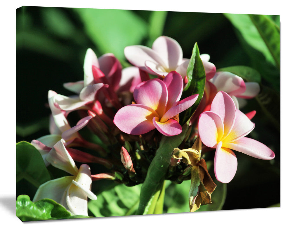 Beautiful Little Pink White Flowers, Floral Art Canvas Print, 40"x30"