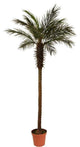 8' Decorative Potted Artificial Brown and Green Phoenix Palm Tree