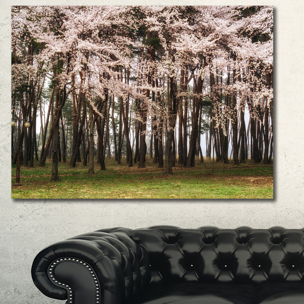 Cherry Blossoms in Pine Tree, Large landscape Canvas Art Print, 60x40
