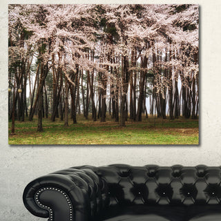Cherry Blossoms in Pine Tree, Large landscape Canvas Art Print, 60x40