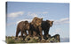 "Grizzly Bear With Two One-Year-Old Cubs, North America" Artwork, 30" x 20"