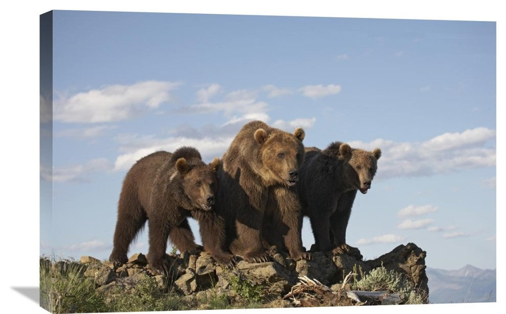 "Grizzly Bear With Two One-Year-Old Cubs, North America" Artwork, 30" x 20"