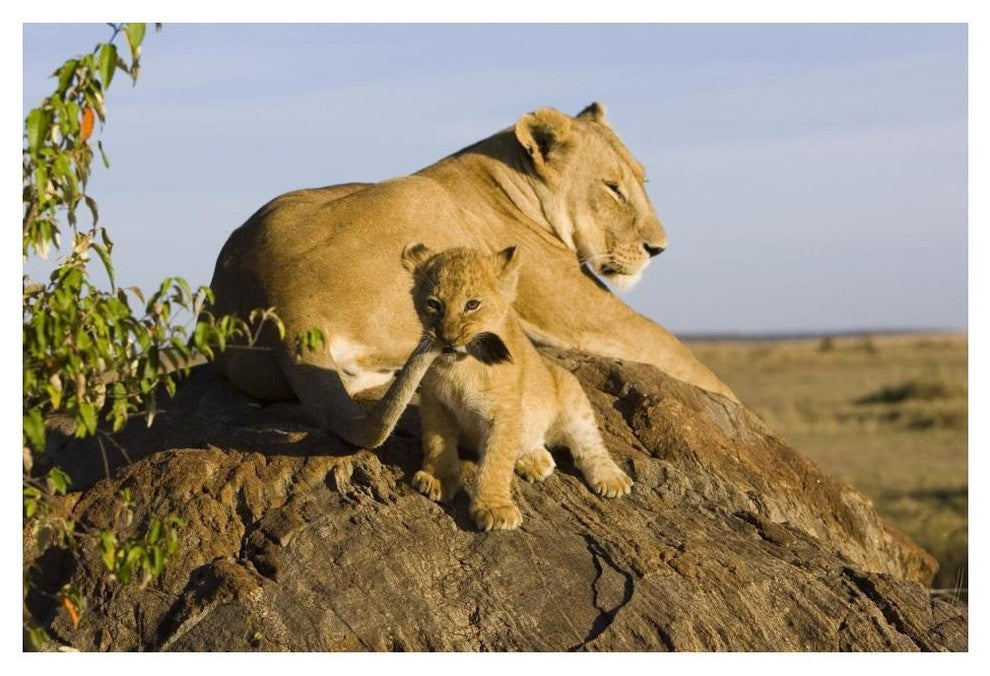 "Lion cub playing with tail, vulnerable, Masai Mara Reserve" Paper Art, 50"x34"