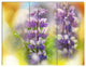 Beautiful Blue Lupin Flowers, Large Flower Triptych Canvas Art, 36x28, 3 Panels