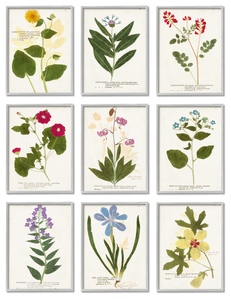 Latin Botanical Flower Study Vintage Antique Script,9pc, each 11 x 14