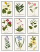 Latin Botanical Flower Study Vintage Antique Script,9pc, each 11 x 14