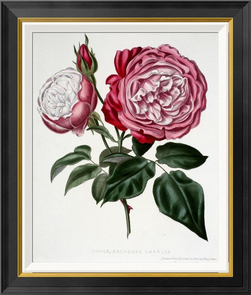 "China, Archduke Charles" Framed Canvas Giclee by Henry Curtis, 24x28"