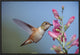 Rufous Hummingbird Juvenile Feeding On Flowers, New Mexico, 24"x16"