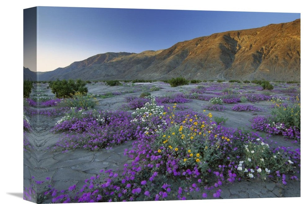 "Sand Verbena And Sunflowers Anza-Borrego Desert State Park, California" Artwork