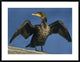 Double-Crested Cormorant Drying Its Wings, North America, 38"x30"