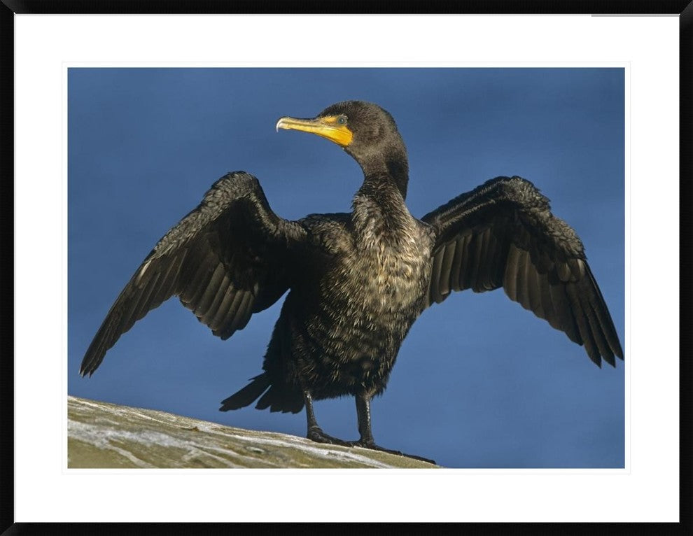 Double-Crested Cormorant Drying Its Wings, North America, 38"x30"