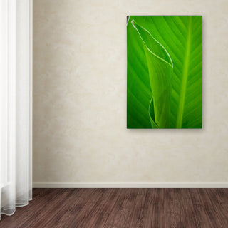 PIPA Fine Art 'Leaves Canna Lily' Canvas Art, 32x22