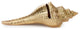 Gold Plated Carnifera Shell Place Card Holder