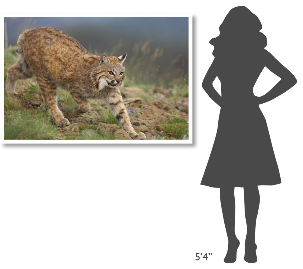 "Bobcat stalking, North America" Digital Paper Print by Tim Fitzharris, 50"x34"