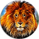 Drawing Of The King Of Jungle, Animal Art Disc Metal Wall Art, 11"
