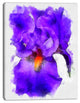 Blue Iris Flower Sketch Watercolor, Floral Canvas Art Print, 30"x40"
