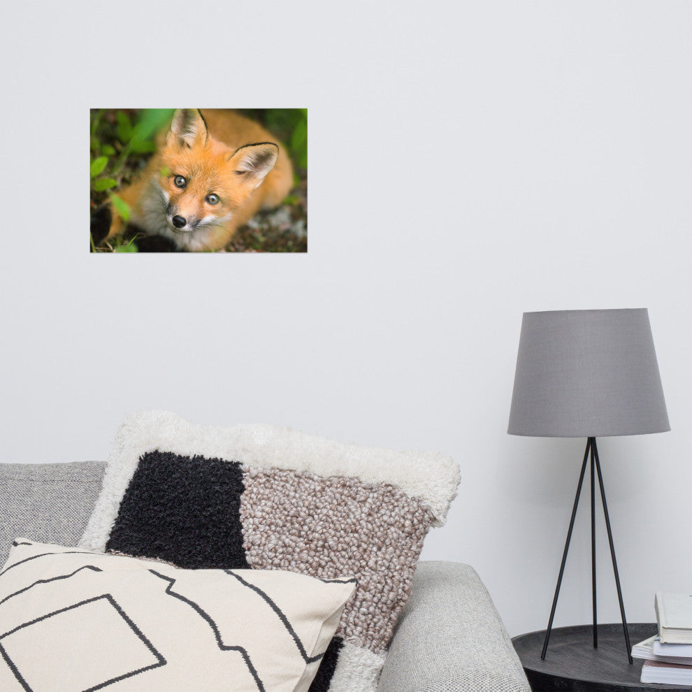 Young Red Fox Face Animal Wildlife Nature Photograph Loose Wall Art Print, 12" X 18"