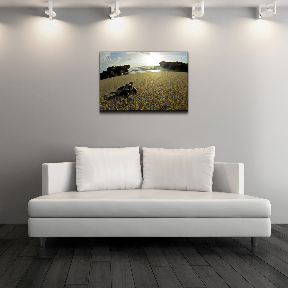 Ready2hangart Christopher Doherty Photography 'Turtle' Canvas Wall Art