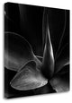 "Flower" By Photoinc Studio, Giclee Print on Gallery Wrap Canvas, Ready to Hang