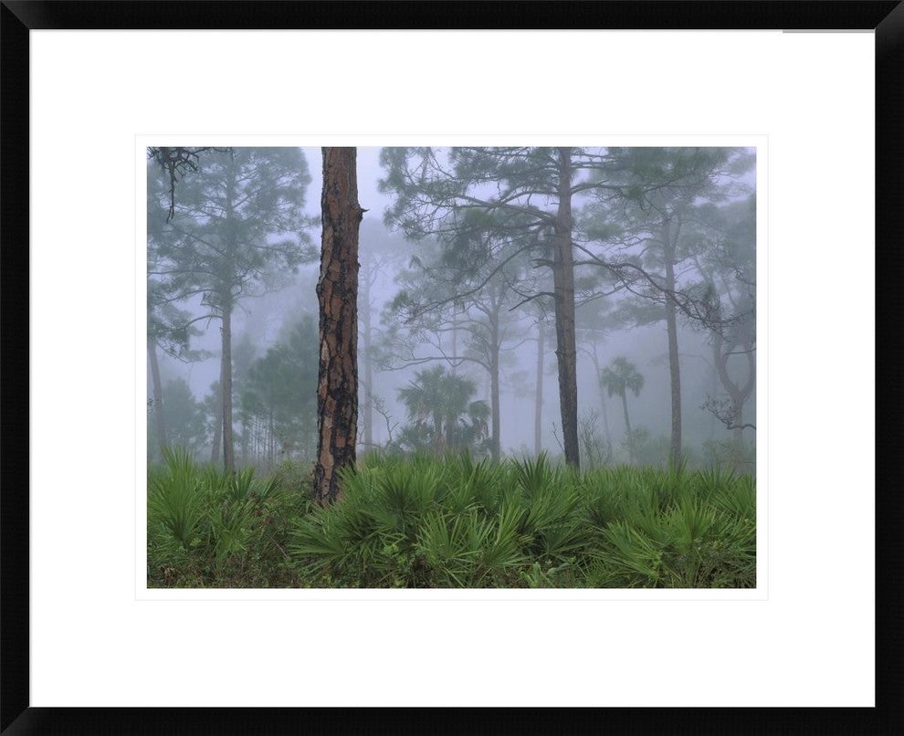 Saw Palmetto and Pine Trees In Fog, Near Estero River, Florida, 22"x18"