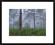 Saw Palmetto and Pine Trees In Fog, Near Estero River, Florida, 22"x18"