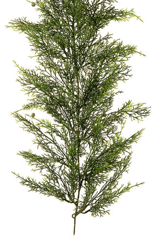 Full-length cedar branch on white background (full-view segment).