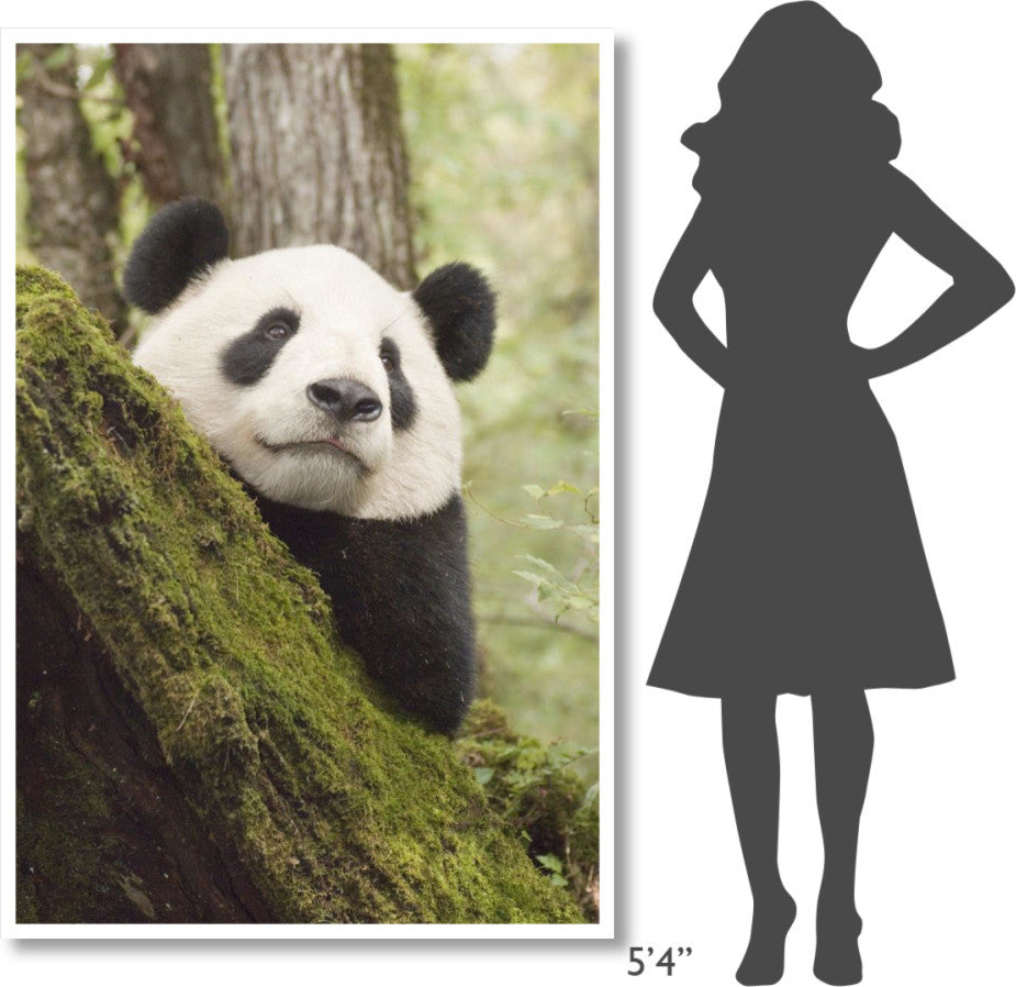 "Xiang Xiang, 1st captive raised panda released into wild" Paper Art, 42"x62"