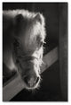 Thom Sivo 'Horse with Winter Coat' Canvas Art, 19x12