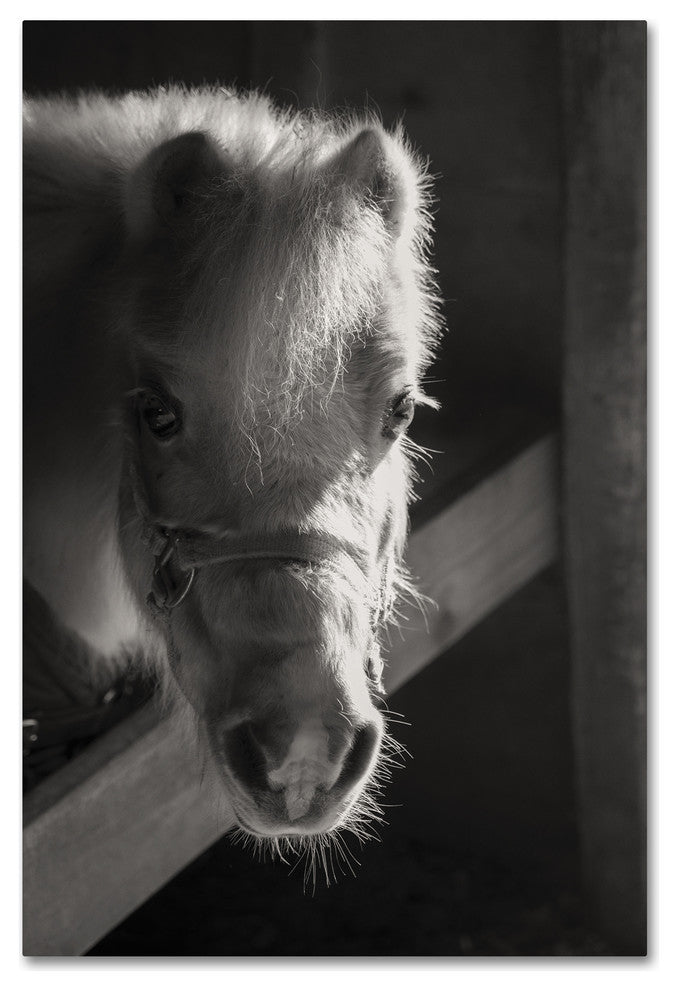 Thom Sivo 'Horse with Winter Coat' Canvas Art, 19x12