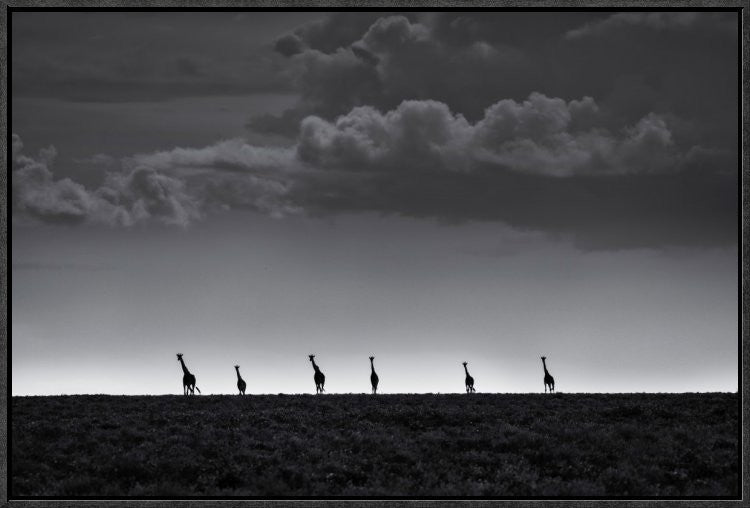 6 Giraffes, 24"x16"