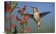 "Rufous Hummingbird Feeding On A Desert Figwort New Mexico" Artwork