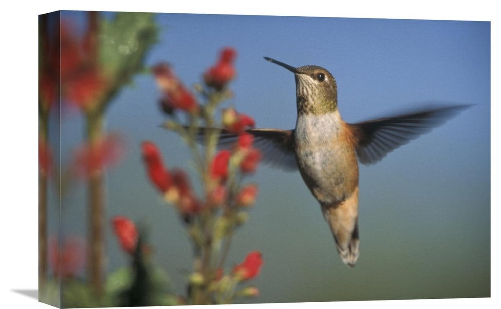 "Rufous Hummingbird Feeding On A Desert Figwort New Mexico" Artwork