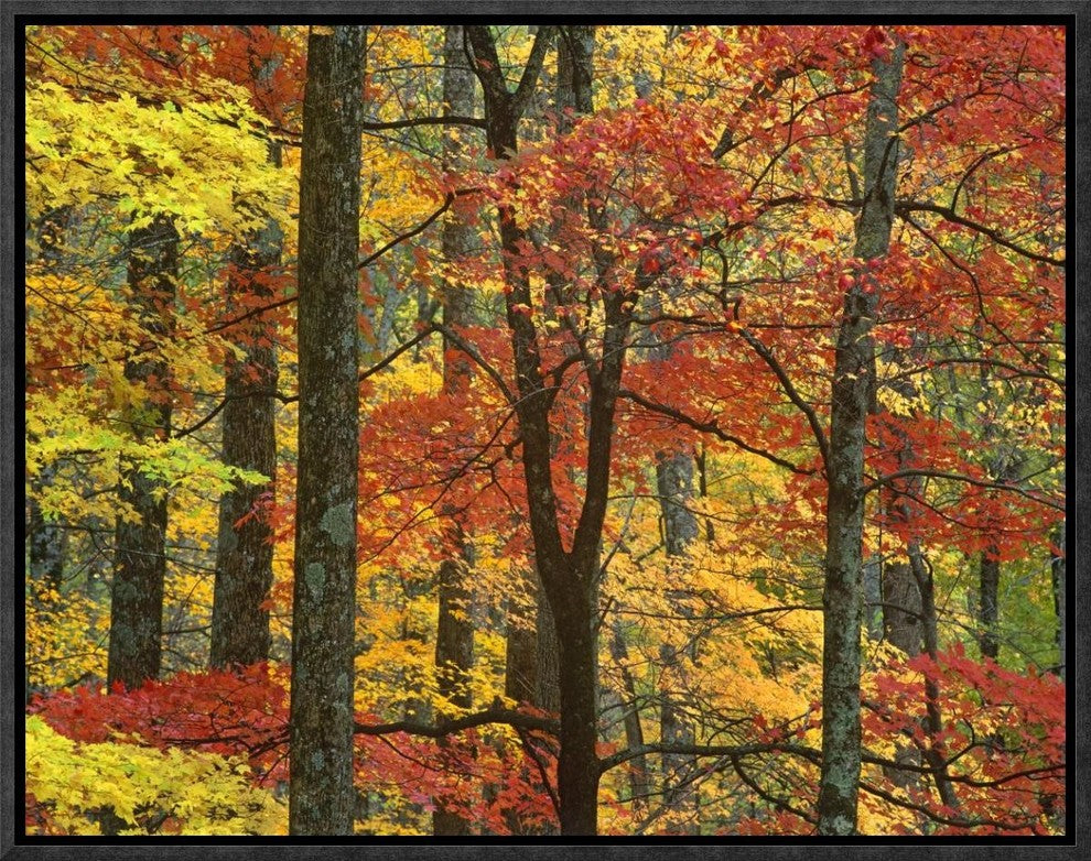 Maple Trees In Autumn, Great Smoky Mountains National Park, Tennessee, 16"x12"