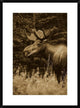 Alaska Moose Feeding On Fireweed Flowers In The Spring, Alaska, Sepia, 22"x30"
