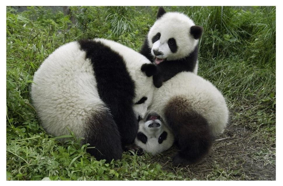 "Three young pandas playing, Wolong Nature Reserve, China" Paper Art, 26"x18"