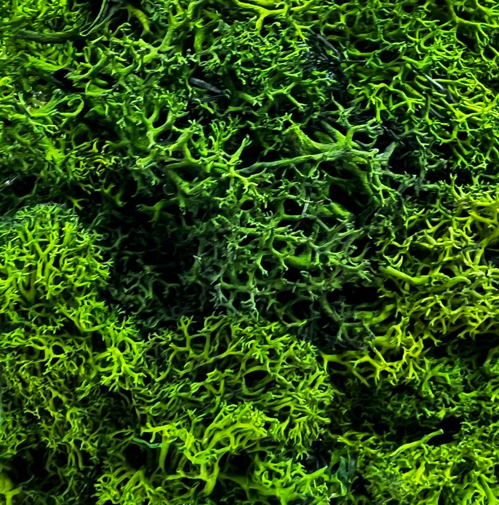 Preserved 16" Reindeer Moss Ball Potted Topiary Tree Green, Pair