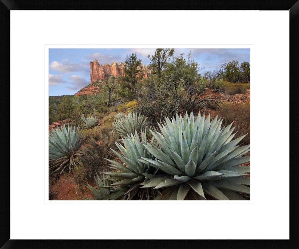"Agave and Coffee Pot Rock near Sedona, Arizona"  by Tim Fitzharris, 24x20"
