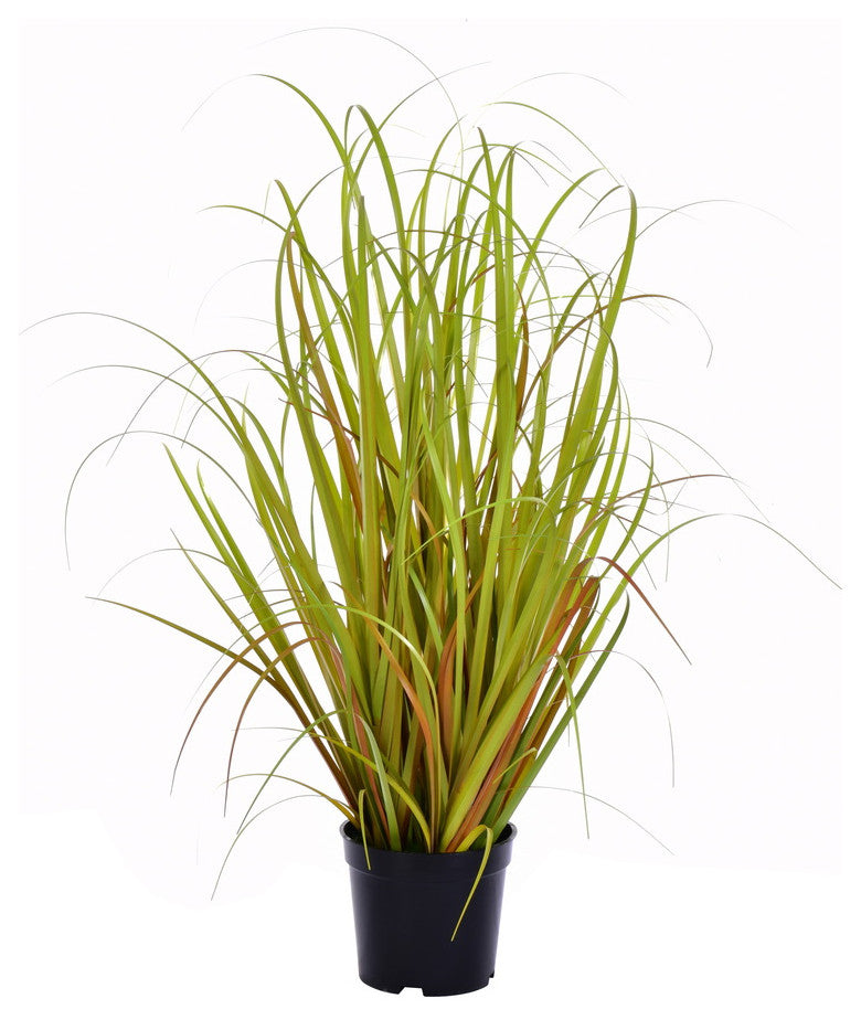 Shows the entire potted plant on a uniform white background; front-facing, no text or diagrams; matches primary product representation.