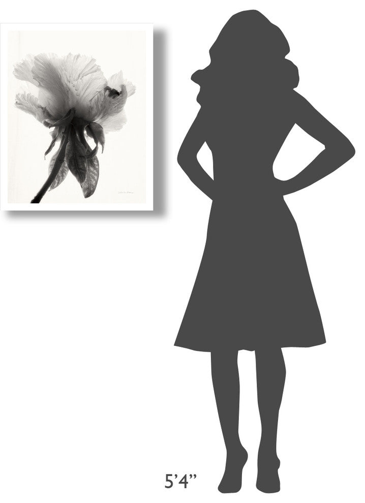 "Translucent Peony VII - BW" Paper Print by Debra Van Swearingen, 22"x26"