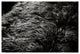 JAY'S GRASS, Black and White, 24x36
