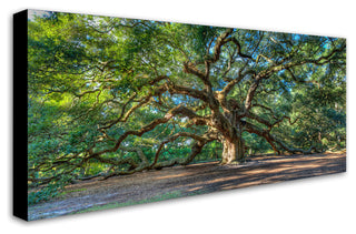 'Angel Oak, Charleston' Canvas Art by Pierre Leclerc