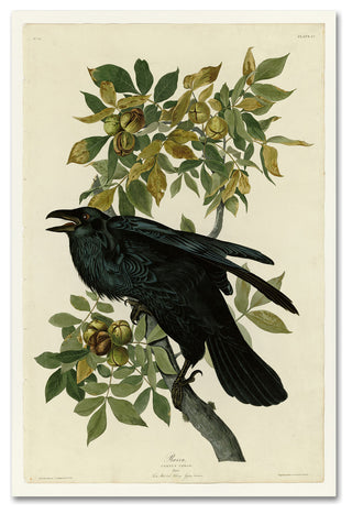 Audubon 'Ravenplate 101' Canvas Art, 32 x 22