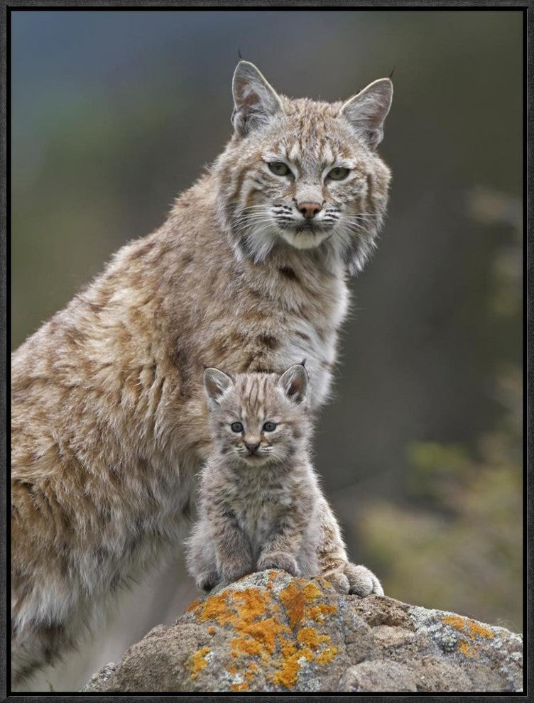 "Bobcat mother and kitten, North America"  by Tim Fitzharris, 19x25"